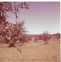 The apple orchard.