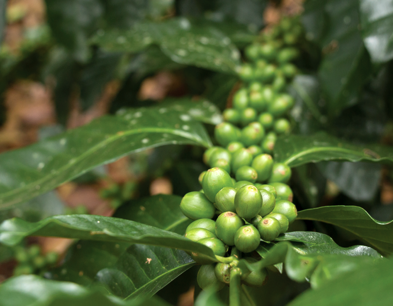 Coffee crop growing in Colombia belongs to an association member affiliated with Comparte. (Photo: ASOPECAM / Instituto Mayor Campesino)