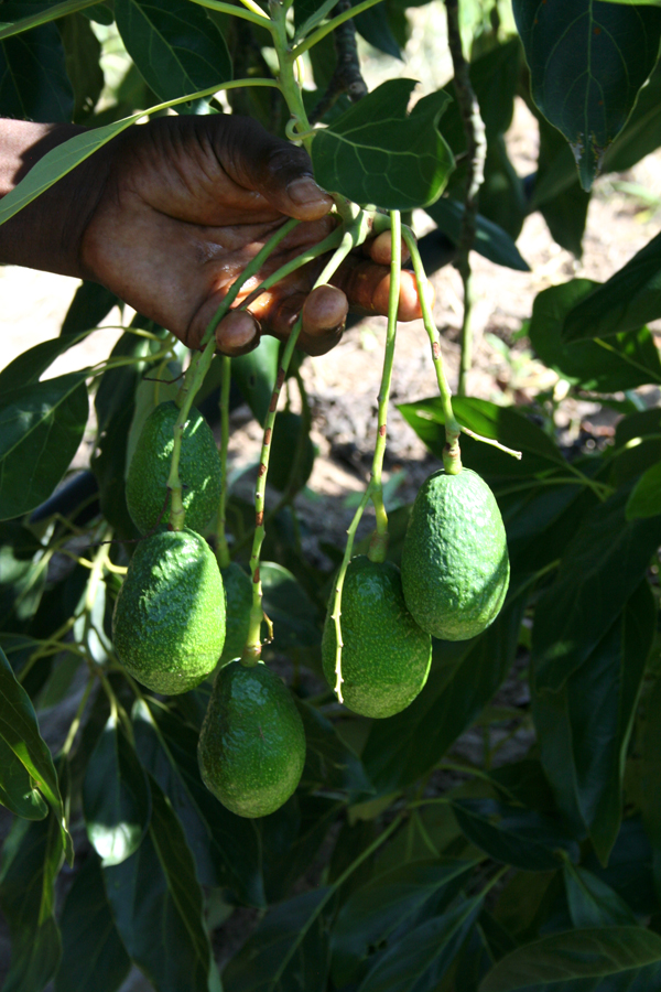 Mr. Nzonzo’s first avocados. (Photo: C. Hincks/CJI)