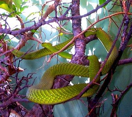 Courtesy of whozoo.org