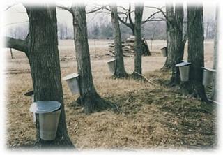 Courtesy of countryviewsmaplesyrup.com