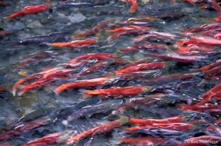 Courtesy of wildnatureimages.com