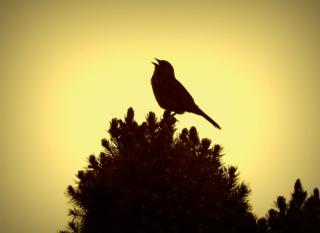 Courtesy of akatseyeview.blogspot.com