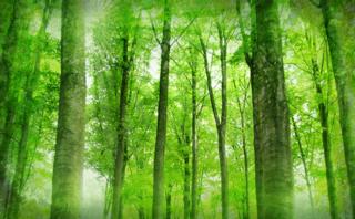 Courtesy of sustainabletraditions.org