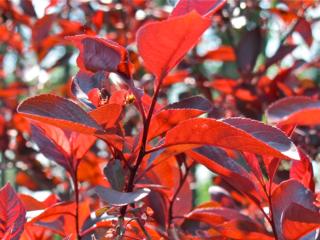 Courtesy of Brendan McManus,SJ