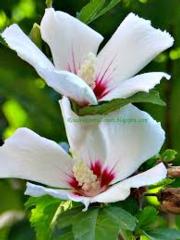 Courtesy of reachbeyondlimits.blogspot.com