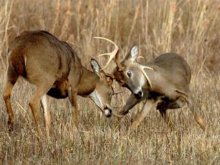 Courtesy of fowlplayguidesservice.com