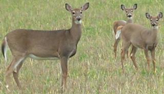 Courtesy of huntinontario.com