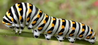 Source: nature.berkeley, edu