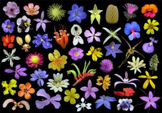 Source: en.wikipedia.org