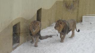 Bhanu and Kamal at the Winnipeg Assiniboine Zoo. Source: Frank Obrigewitsch, SJ