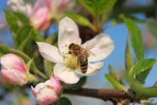 Source:babybees.blogspot.com