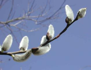 Source: all-creatures.org