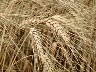 A gift offering. Source: galilee33.com