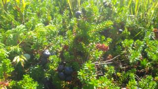 Crowberries, which can be made into jam, or used like currants or raisins in a bread.