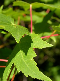 Courtesy of Moussa Faddoul