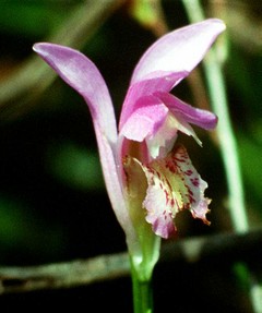 Courtesy of flickr.com